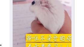 宠物老鼠吃瓜,趣味横生的宠物日常