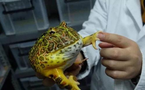 吃瓜吃花又吃蛙什么意思,探寻美食与自然的和谐交响