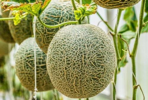 今天吃哈密瓜好吗,甜蜜滋味尽享其中