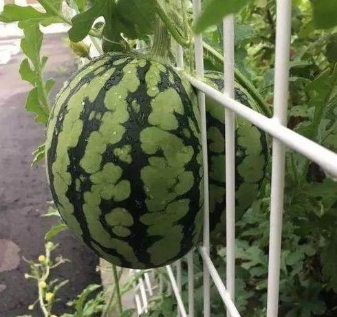 花里瓜怎么吃,花里瓜的多样食法探索