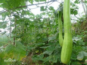 砍瓜晾干怎么吃,传统食材的现代美味探索