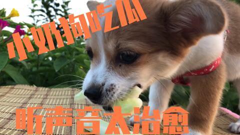 小狗吃瓜音乐,音乐盛宴开启欢乐时光