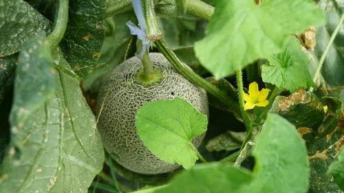 野生大爷带你吃瓜,揭秘民间美食传奇