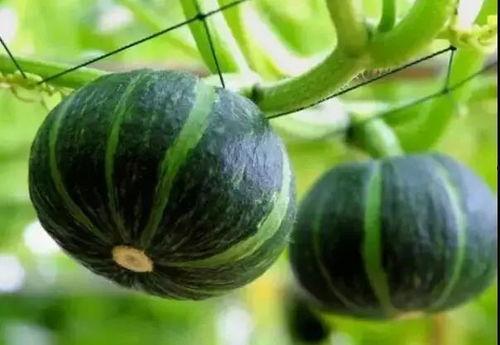 蓝瓜怎么吃,蓝瓜的多样食用方法探索