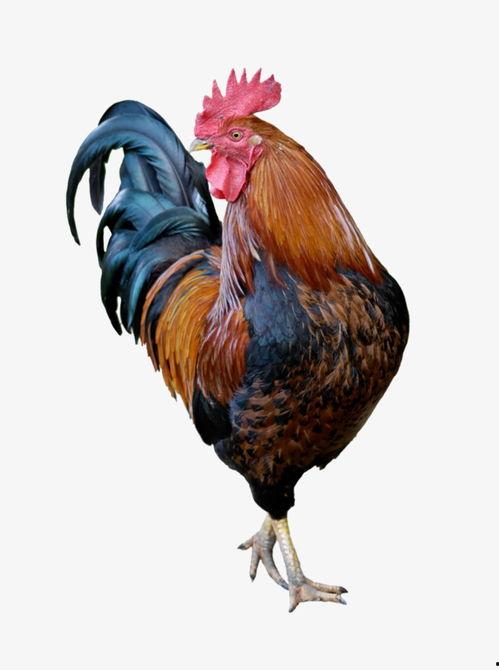 吃瓜公鸡,揭秘动物界的“吃瓜群众”