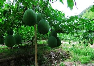 吃吊瓜视频,视频带你领略吊瓜的独特风味