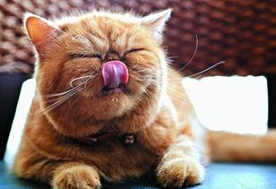 猫咪可以吃黑皮瓜,黑皮瓜的诱惑与营养