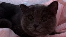 小猫吃绿色的瓜,小猫的瓜果盛宴