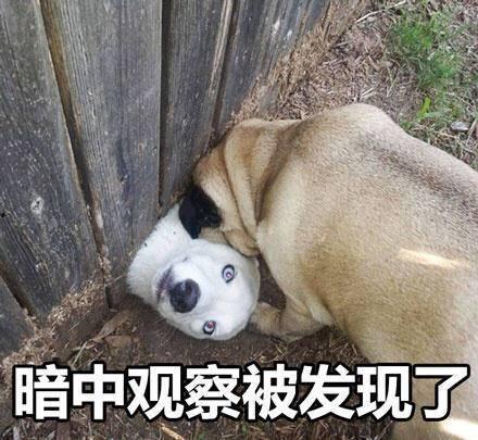 小狗吃瓜文案图片搞笑,小狗吃瓜，萌态百出，笑料连连